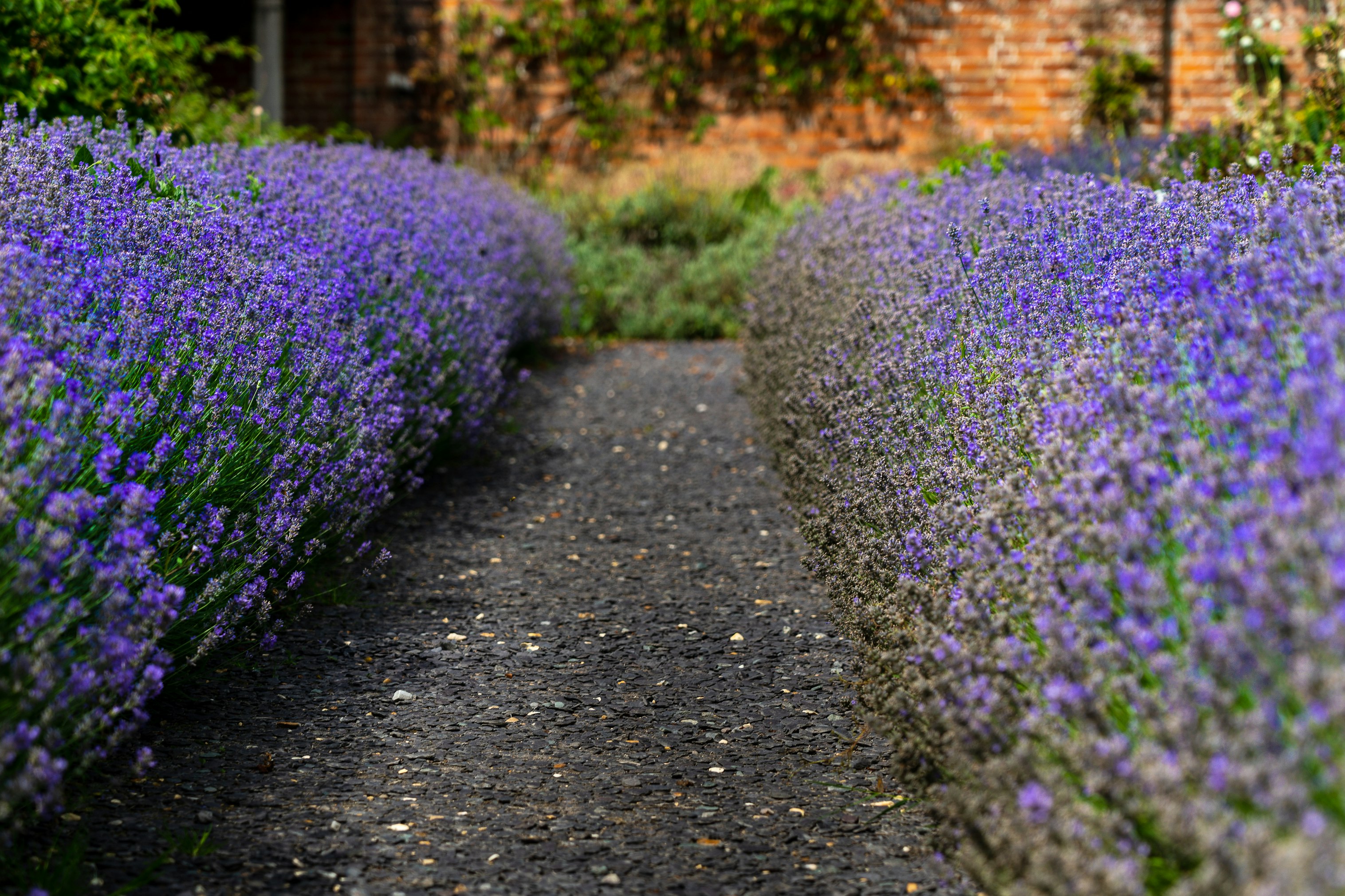 purple flowers on gray concrete road during daytime